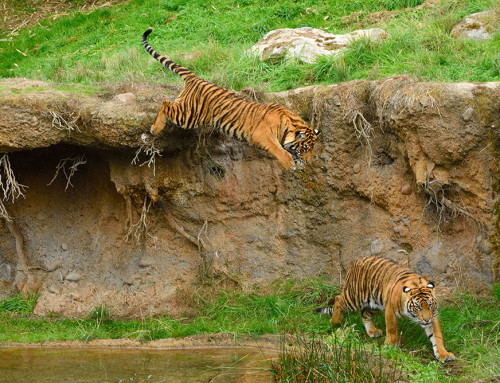 Point Defiance Zoo Playful Tigers